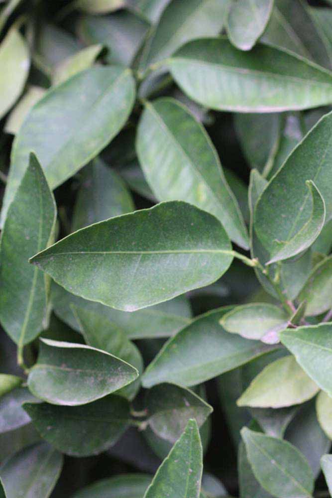              Sun leaves (Riverside, CA)       